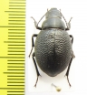 Pimelipachys laevicollis  Kazakhstan - INSECTS-STORE.RU