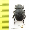 Iranopachyscelis persica  Iran, Isfahan prov. - INSECTS-STORE.RU