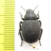 Iranopachyscelis persica  Iran, Isfahan prov. - INSECTS-STORE.RU