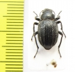 Lasiostola carinata  Kazakhstan - INSECTS-STORE.RU
