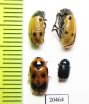 Chrysomelidae sp.  Turkey - INSECTS-STORE.RU