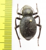 Trachyderma philistina  Iran, Khuzestan prov. - INSECTS-STORE.RU