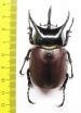 Beckius beccarii  Indonesia, Papua 62mm - INSECTS-STORE.RU