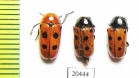 Chrysomelidae sp.  Morocco - INSECTS-STORE.RU