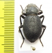 Thriptera kraatzi  Iran, Hormozgan prov. - INSECTS-STORE.RU