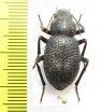 Thriptera kraatzi  Iran, Hormozgan prov. - INSECTS-STORE.RU