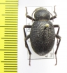Thriptera kraatzi  UAE - INSECTS-STORE.RU