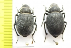 Thriptera longipilis, pair  Tajikistan - INSECTS-STORE.RU