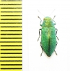 Kisanthobia ariasi  Hungary - INSECTS-STORE.RU