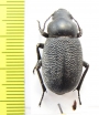 Pachyscelis banghaasi  Tajikistan - INSECTS-STORE.RU
