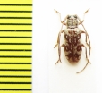 Chariesthes ruficollis  Ethiopia - INSECTS-STORE.RU