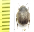 Stalagmoptera laticollis  Uzbekistan - INSECTS-STORE.RU