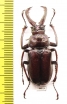 Sphaenognathus bellicosus  Colombia  44mm - INSECTS-STORE.RU