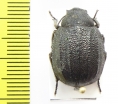 Stalagmoptera tuberculatocostata simulatrix  Kazakhstan - INSECTS-STORE.RU