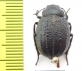 Stalagmoptera hybrida tadzhika  Uzbekistan - INSECTS-STORE.RU
