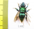Hymenoptera sp.  Peru - INSECTS-STORE.RU
