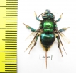 Hymenoptera sp.  Peru - INSECTS-STORE.RU