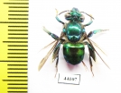 Hymenoptera sp.  Peru - INSECTS-STORE.RU