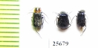 Melyridae sp.  South Africa Rep. - INSECTS-STORE.RU