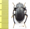 Psectrascelis elongata  Chile - INSECTS-STORE.RU