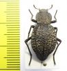 Philolithus morbillosus  USA - INSECTS-STORE.RU