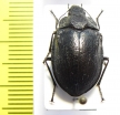 Geoborus rugipennis  Chile - INSECTS-STORE.RU