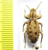 Sepidiini, Vieta muscosa  Tanzania - INSECTS-STORE.RU