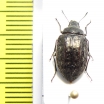 Nyctopetus rengoensis  Chile - INSECTS-STORE.RU