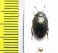 Tenebrionidae sp.  Argentina - INSECTS-STORE.RU