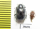 Chrysomelidae sp.  Malaysia - INSECTS-STORE.RU