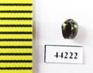 Ceratocanthinae sp.  Madagascar - INSECTS-STORE.RU