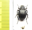 Lasiostola laticollis  Uzbekistan - INSECTS-STORE.RU