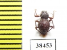 Malaysphena sp.  Malaysia - INSECTS-STORE.RU
