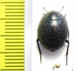 Gyrosis orbicularis  Namibia - INSECTS-STORE.RU