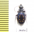 Pericalus sp.  Malaysia - INSECTS-STORE.RU