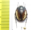 Calosis amabilis  Namibia - INSECTS-STORE.RU