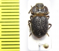 Pogonobasis sp.  Benin - INSECTS-STORE.RU