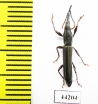 Brentidae sp.  Madagascar - INSECTS-STORE.RU