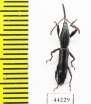 Brentidae sp.  Madagascar - INSECTS-STORE.RU