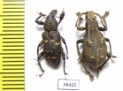 Curculionidae sp.  Malaysia - INSECTS-STORE.RU
