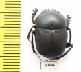 Scarabaeus viator  Namibia - INSECTS-STORE.RU