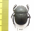 Scarabaeus viator  Namibia - INSECTS-STORE.RU