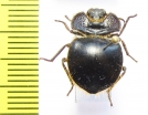 Pogonobasis sp.  Namibia - INSECTS-STORE.RU