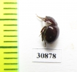 Ceratocanthinae sp.  Peru - INSECTS-STORE.RU