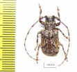 Cerambycidae sp.  Malaysia - INSECTS-STORE.RU