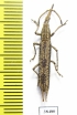 Brentidae sp.  Malaysia - INSECTS-STORE.RU