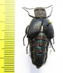 Meloe variegata  Turkey - INSECTS-STORE.RU