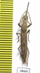 Brentidae sp.  Malaysia - INSECTS-STORE.RU