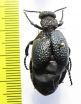 Meloe tuccius  Turkey - INSECTS-STORE.RU