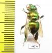 Hymenoptera sp.  Peru - INSECTS-STORE.RU